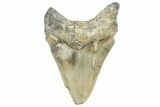 Serrated, Fossil Megalodon Tooth - North Carolina #368427-2